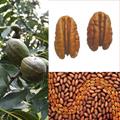 Carya illinoensis
